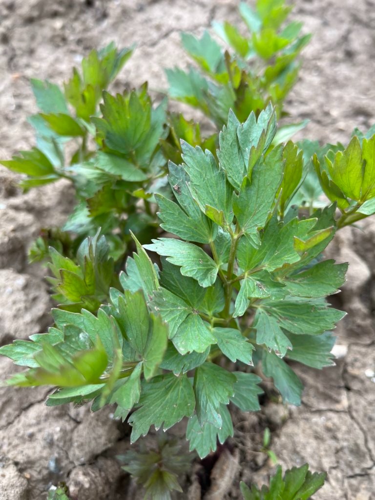 Ligurček (maggi, vegeta)