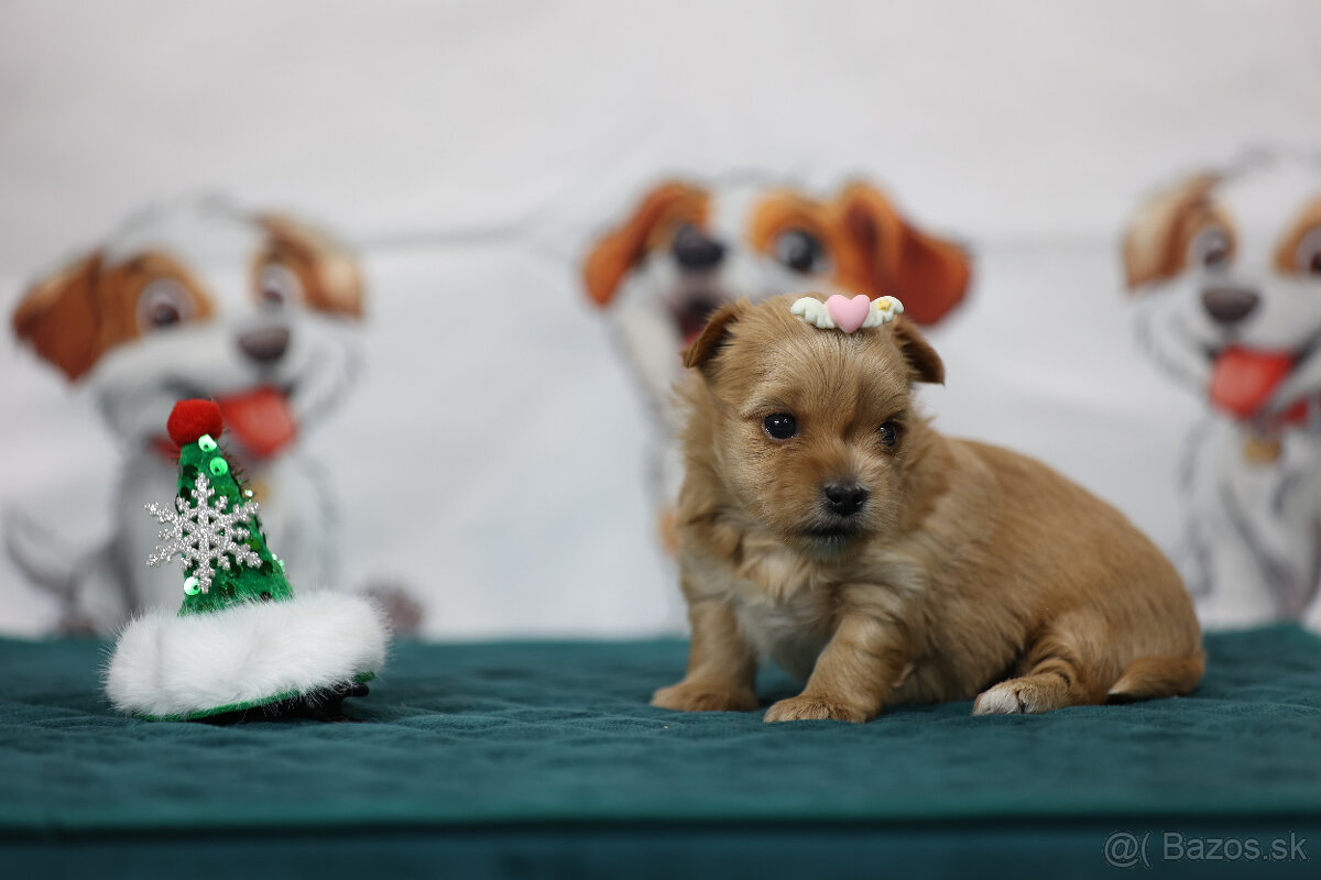 Golddust yorkshire terrier - luxusní fenečka s PP