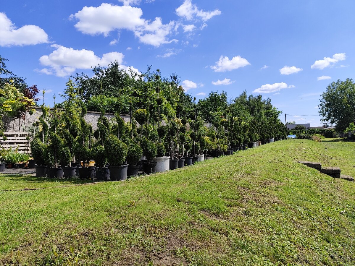 Okrasné dreviny, kríky