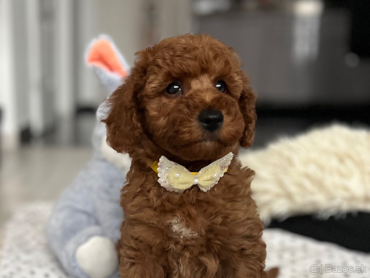 Trpasličí pudel šteniatka