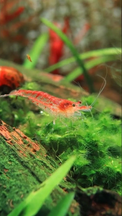 Krevetky červené- Red cherry