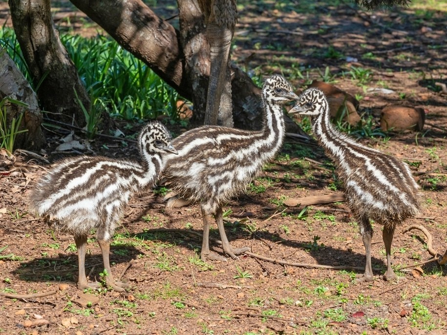 Mladé pštrosy emu