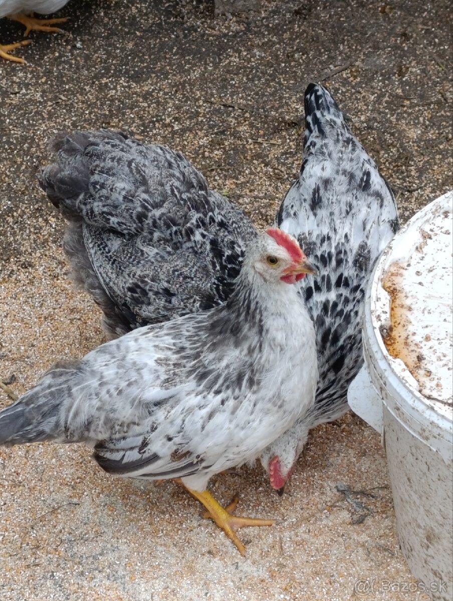 Kohutiky vlasky, wyandotky