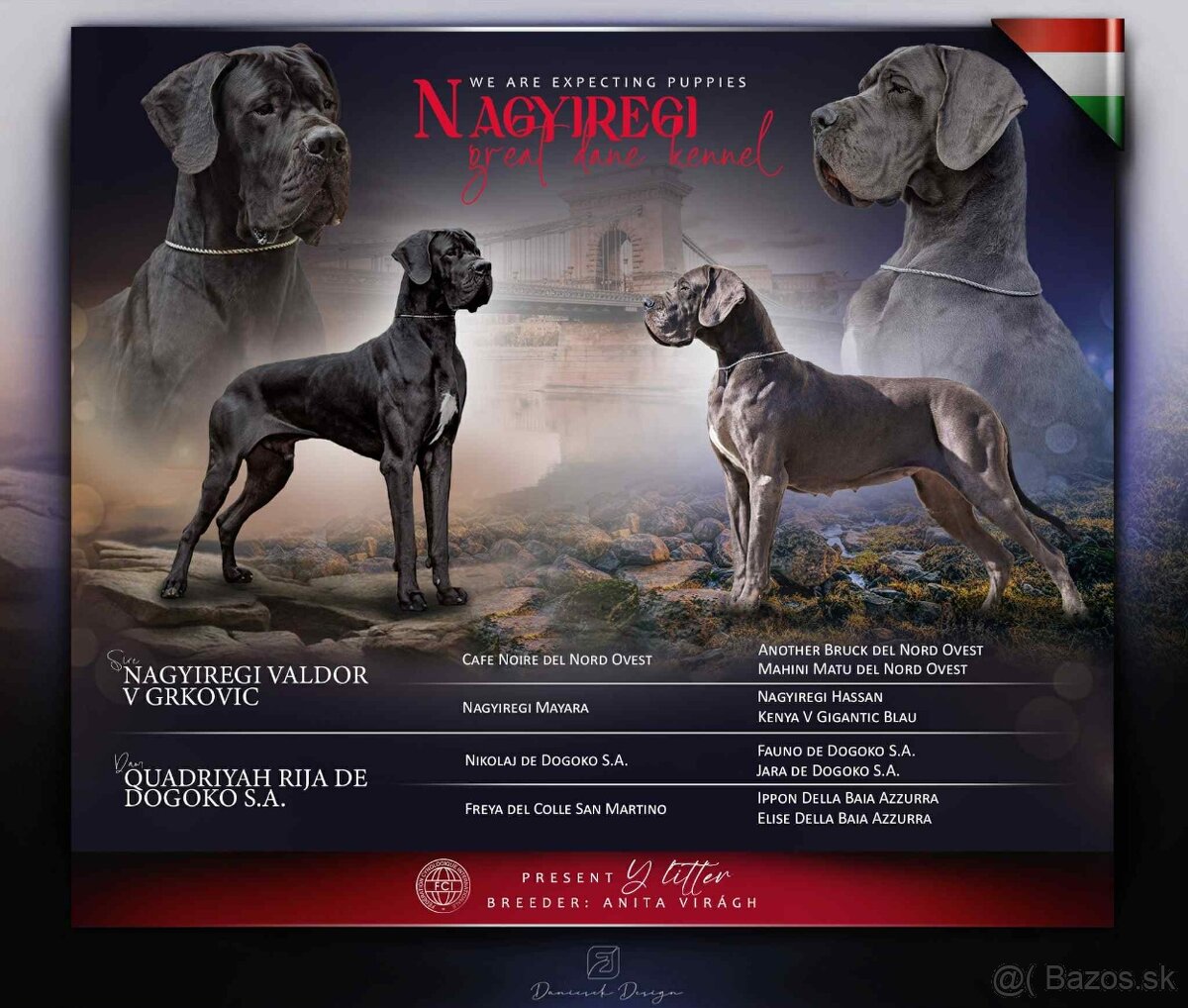 Nemecká doga s PP-šteniatka