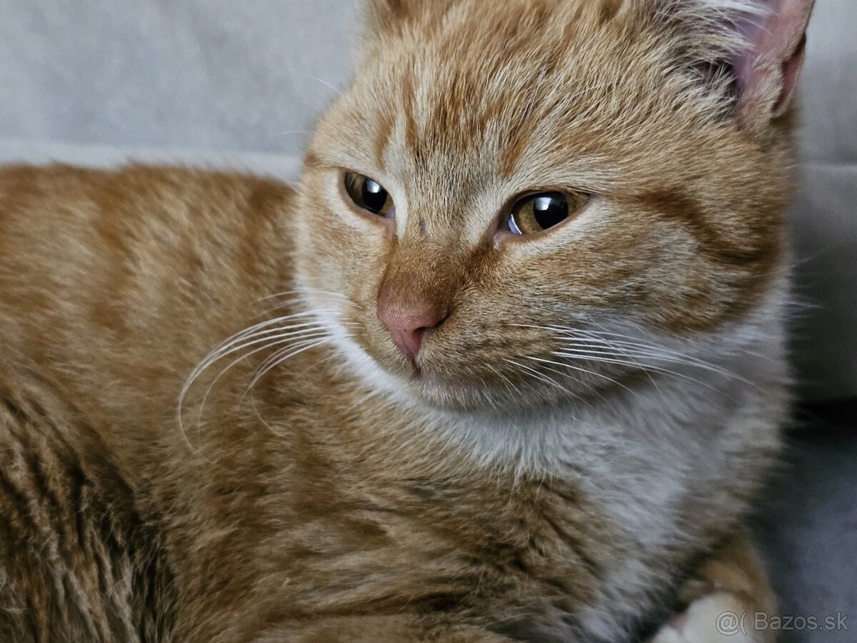 Darujem nádherne sfarbenú mačičku