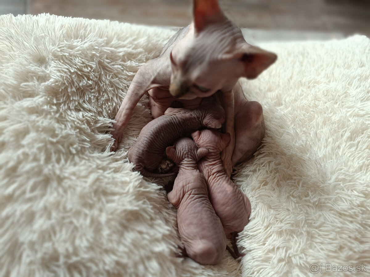 Sphynx mačiatka