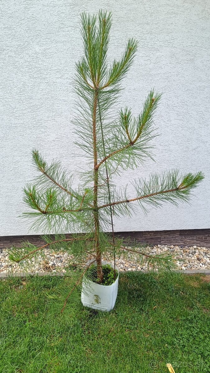Borovica lesná výška 120cm