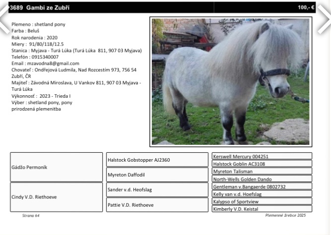 Pripustanie shetland pony
