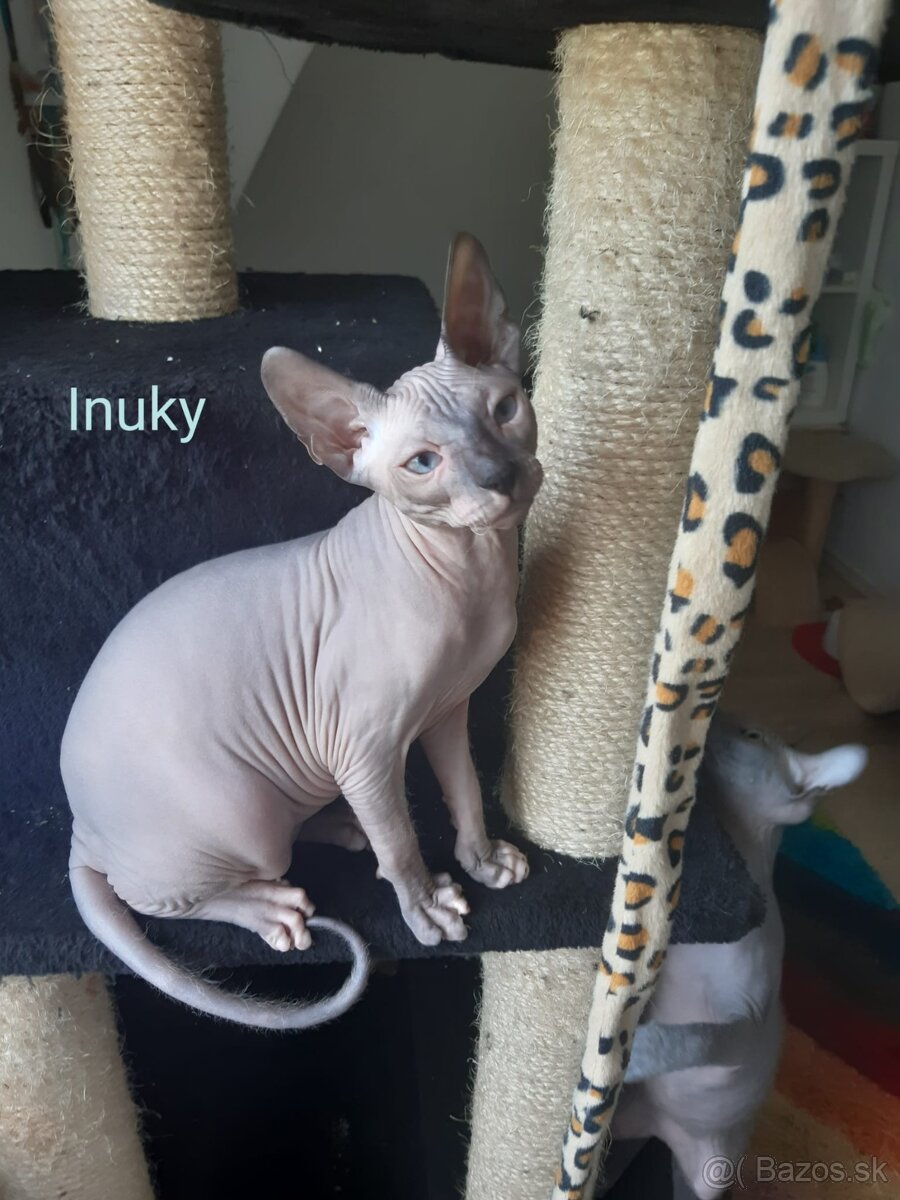 Don Sphynx Mačiatko - Kocúrik