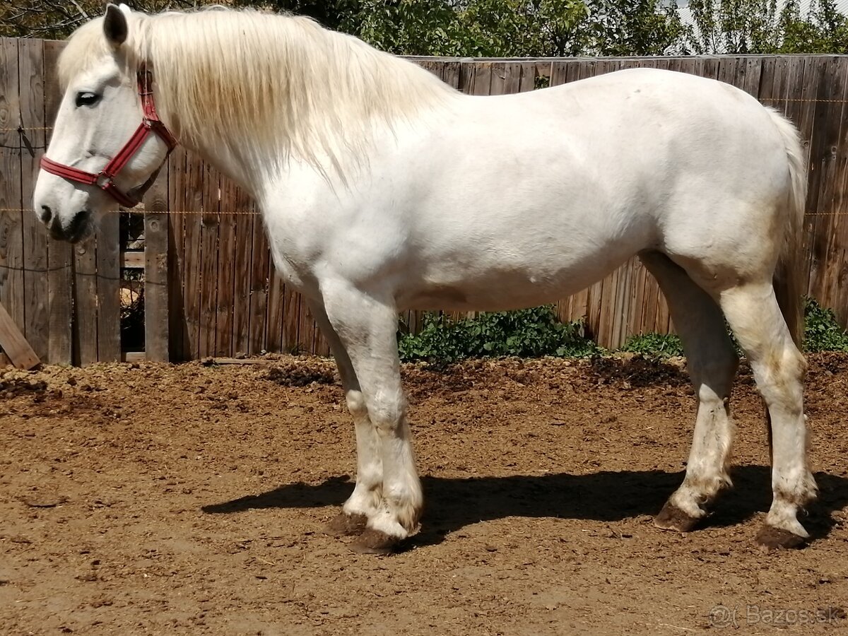 Kobyla plemena Percheron na predaj