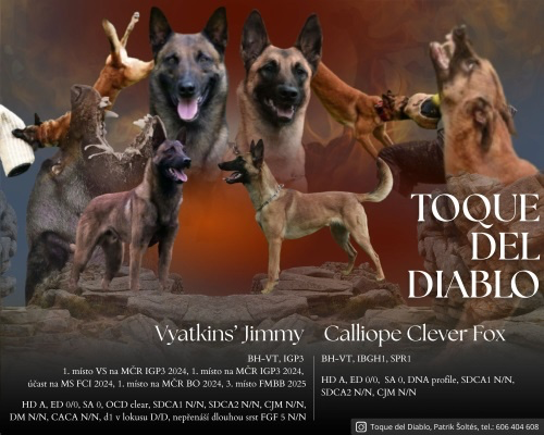 Belgický ovčiak malinois