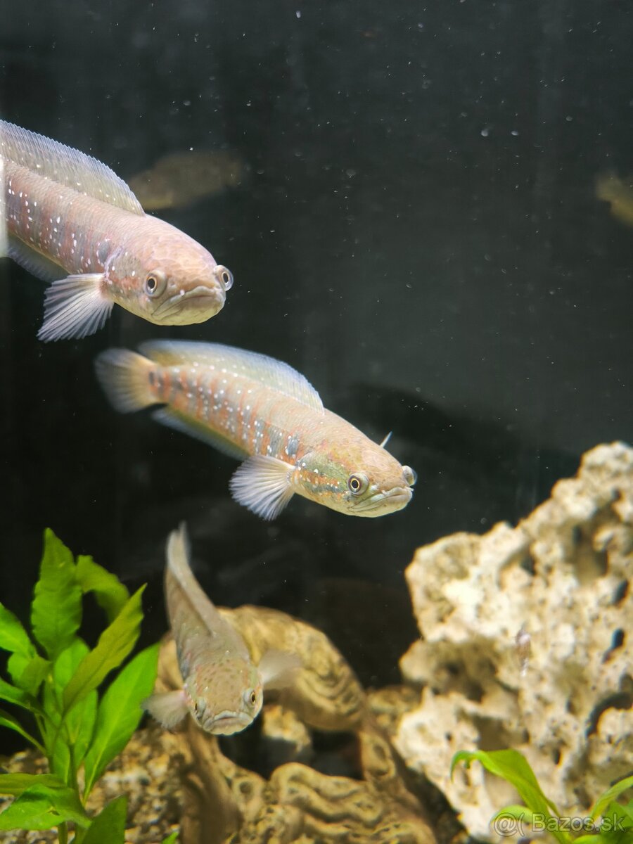 Channa asiatica Red