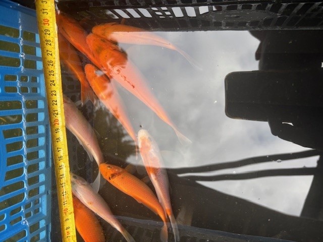 Koi Kapor