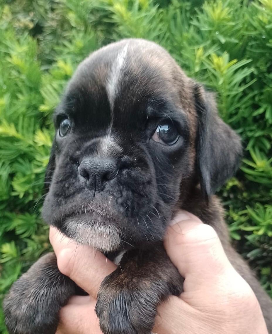 Nemecky boxer