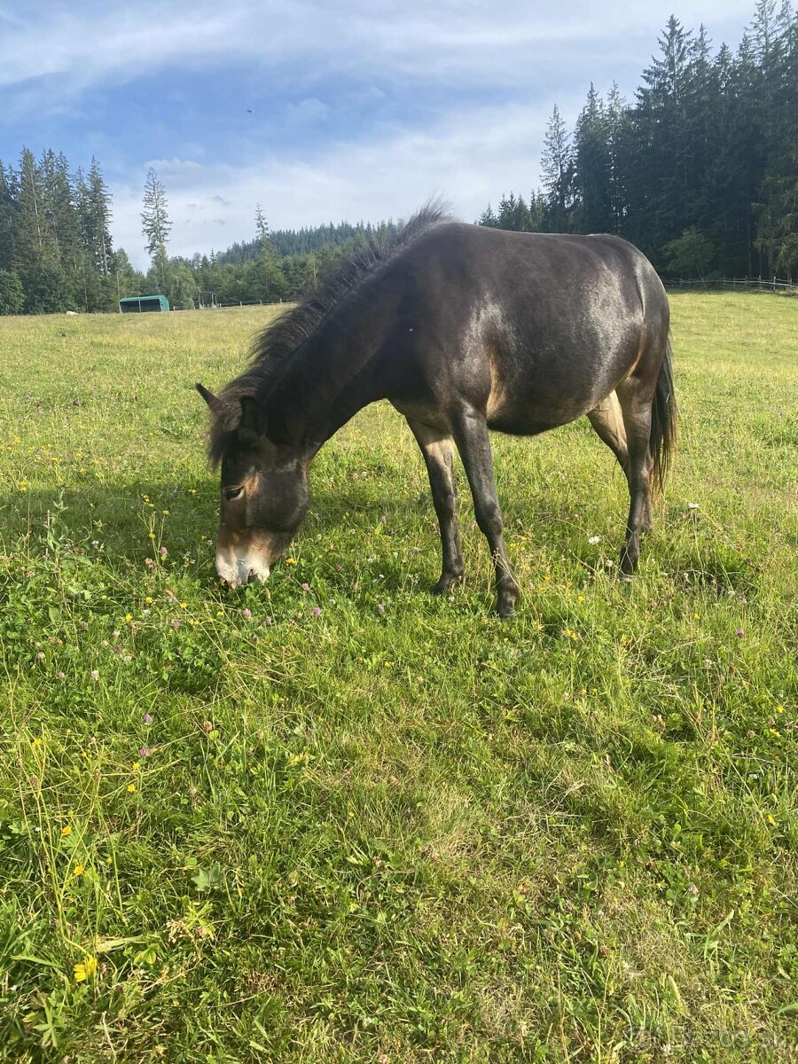 Predam Mulu / mulicu pony x osol