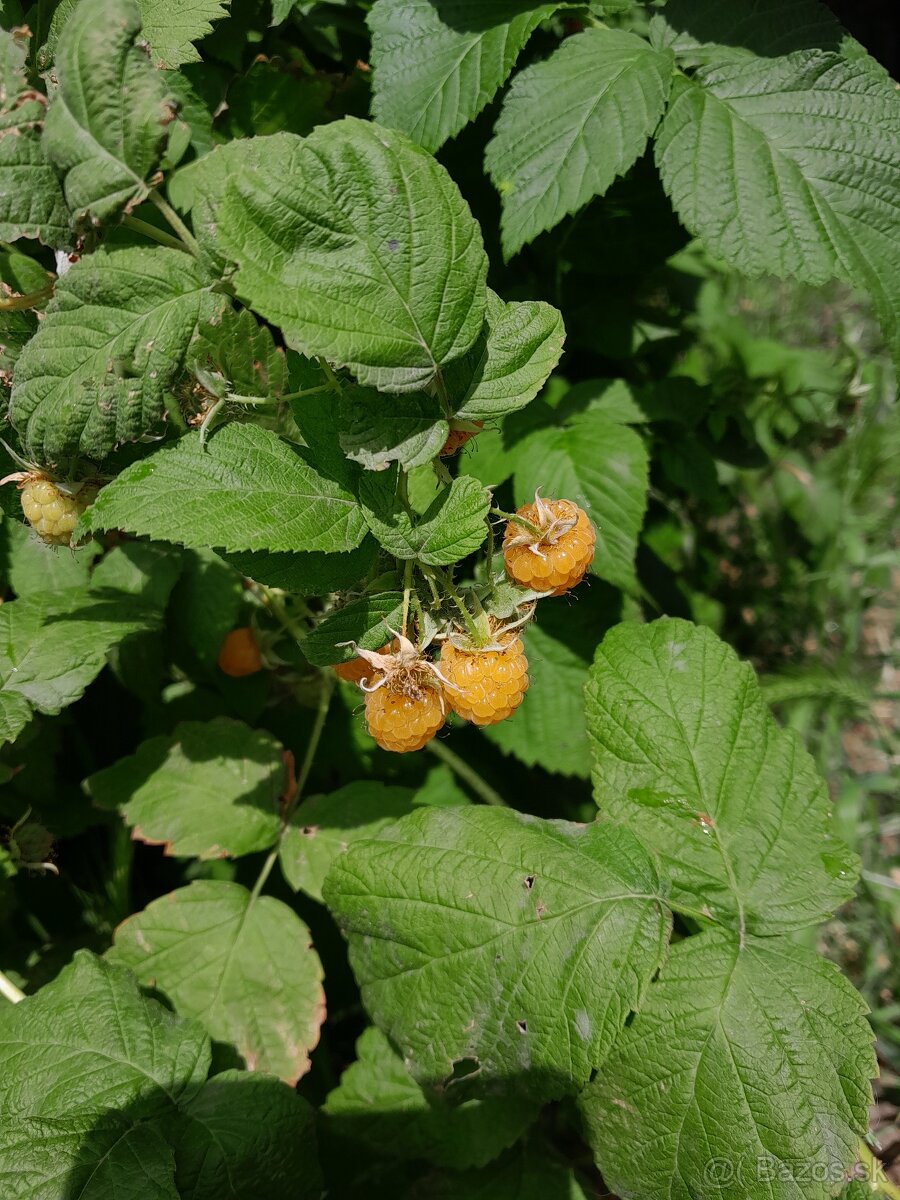 zlte maliny