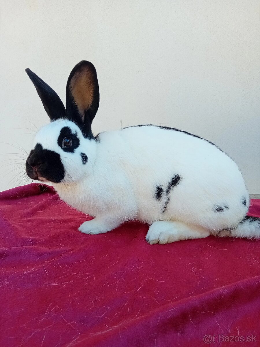 ČESKY STRAKAČ SAMEC