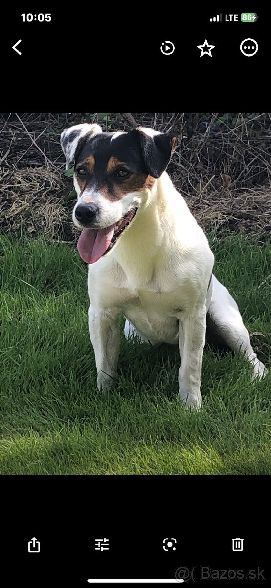 Jack Russell teriér parson