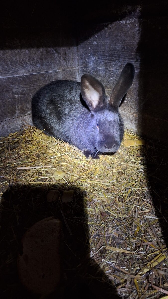 Samec Český strakáč