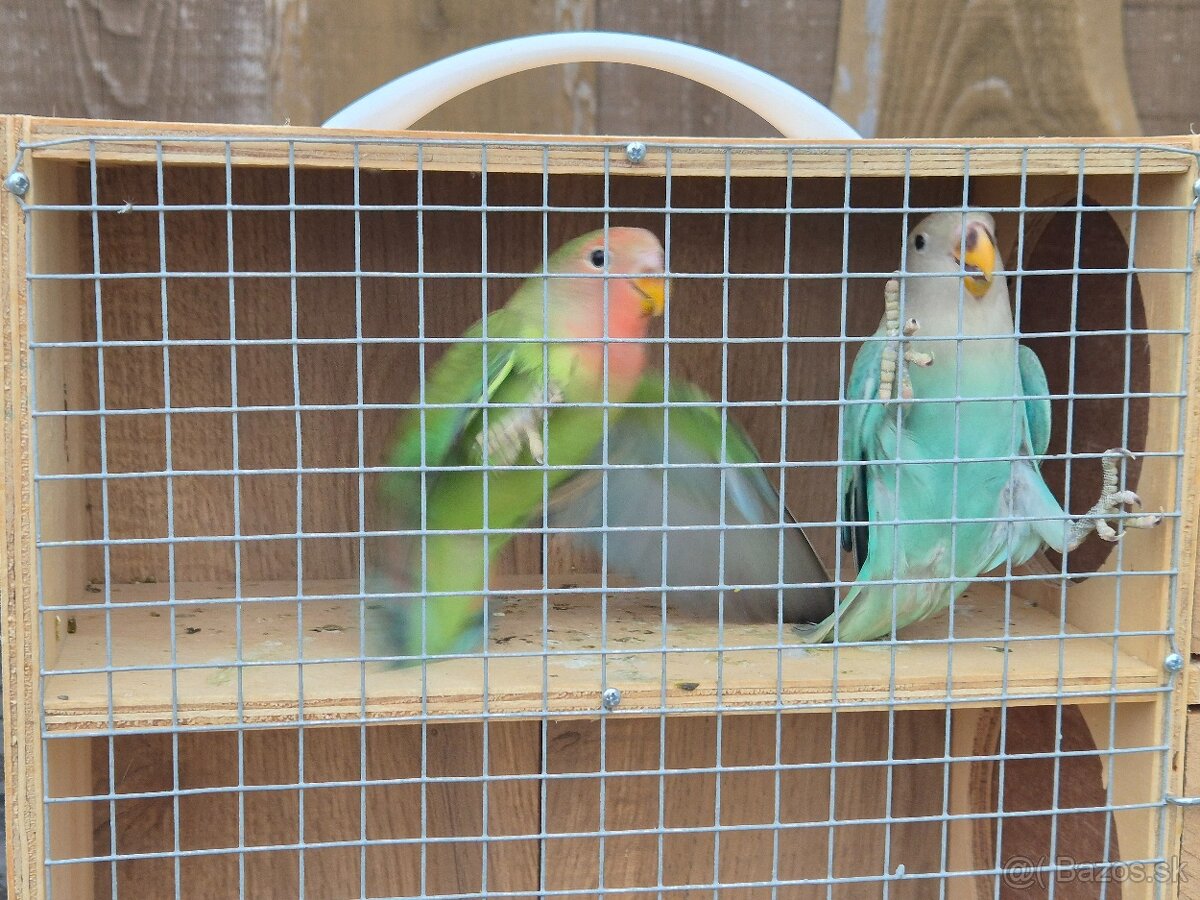 Agapornis