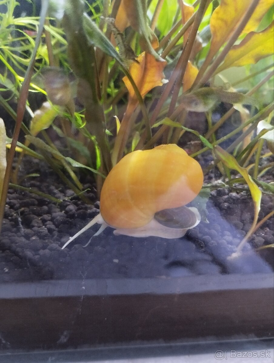 Ampularie