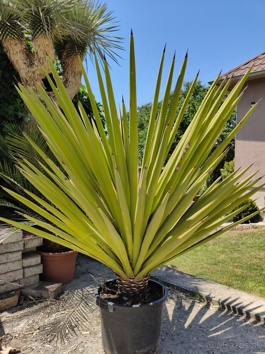 Juka yucca
