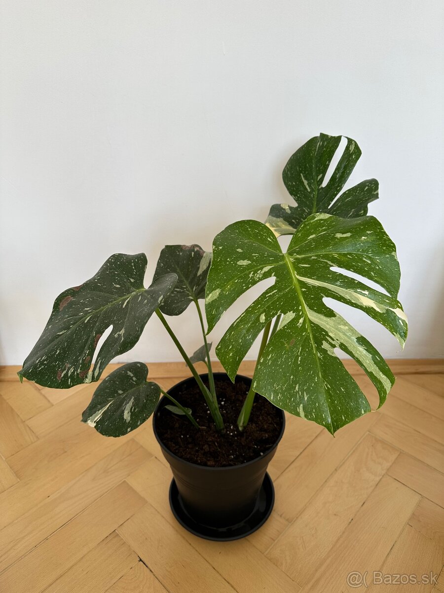 Monstera thai constalation