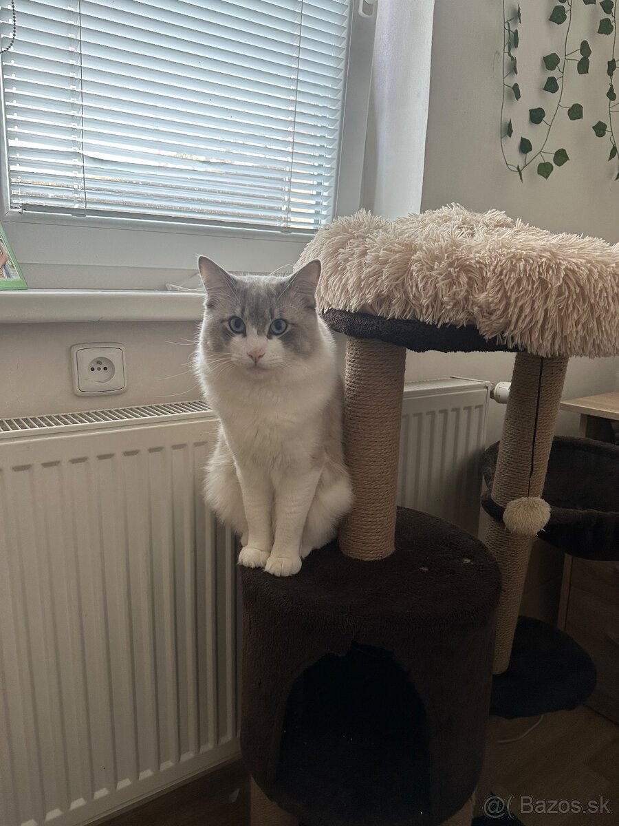 Ragdoll