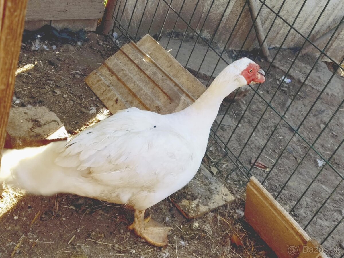 Čínske Káčere