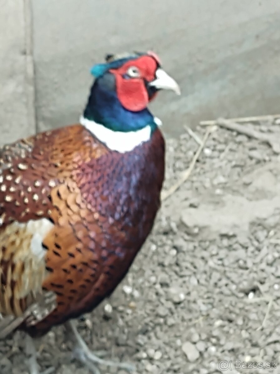 Bažant