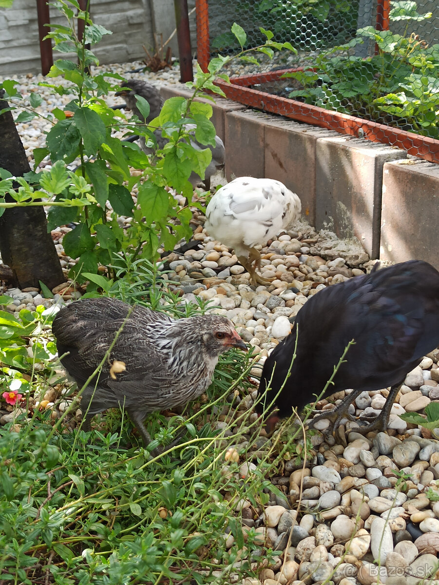 Araucana - rôzne farby