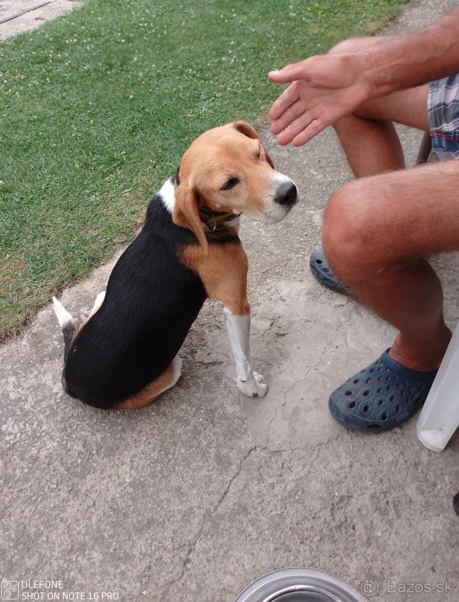 Beagle fenka