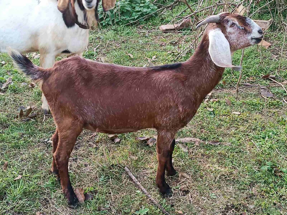 Anglonubijska koza