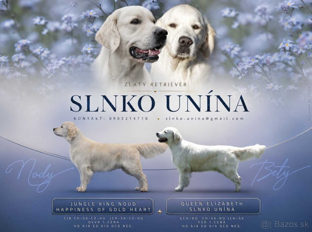 Zlatý retriever šteniatka