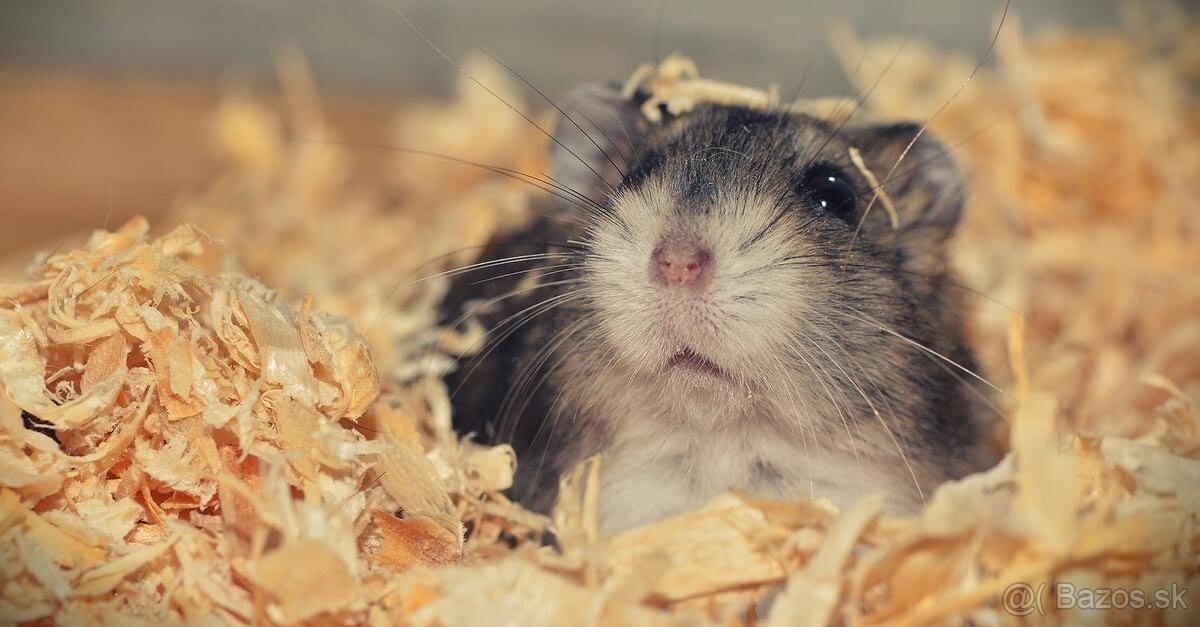 Škrečok 🐹 džungarský