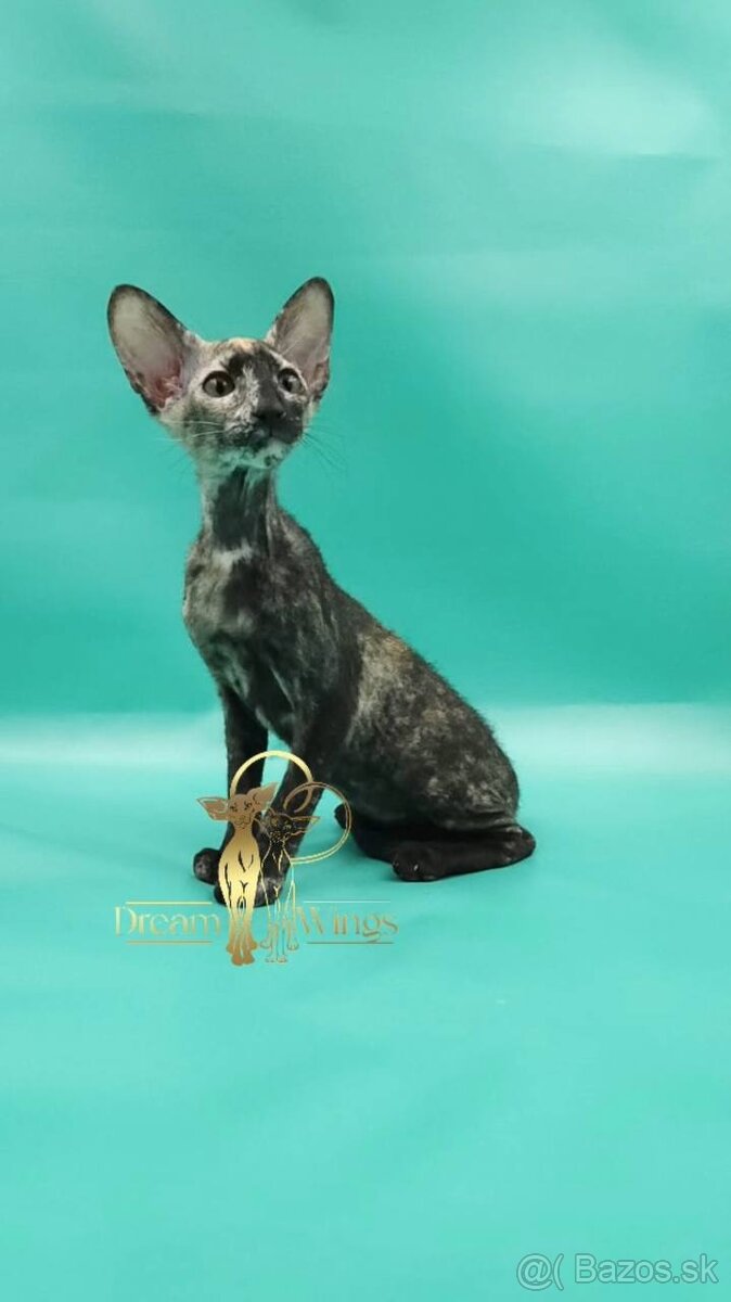 Mačiatko peterbald PP Queen