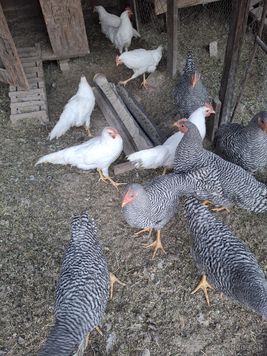Amrox leghorn kohút