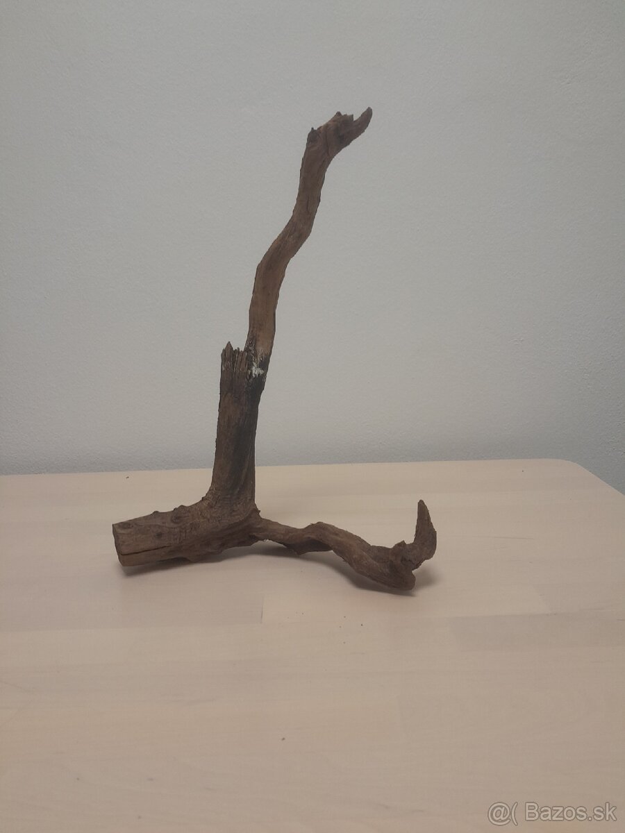 Koreň 2