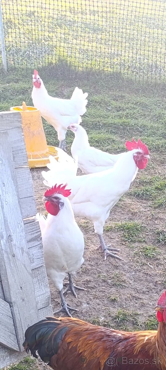 Predám kohútov Bresse Galouise