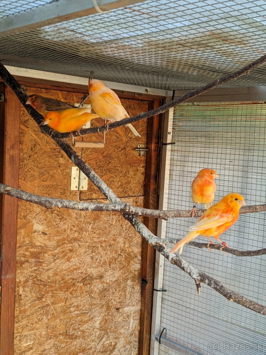 kanarik