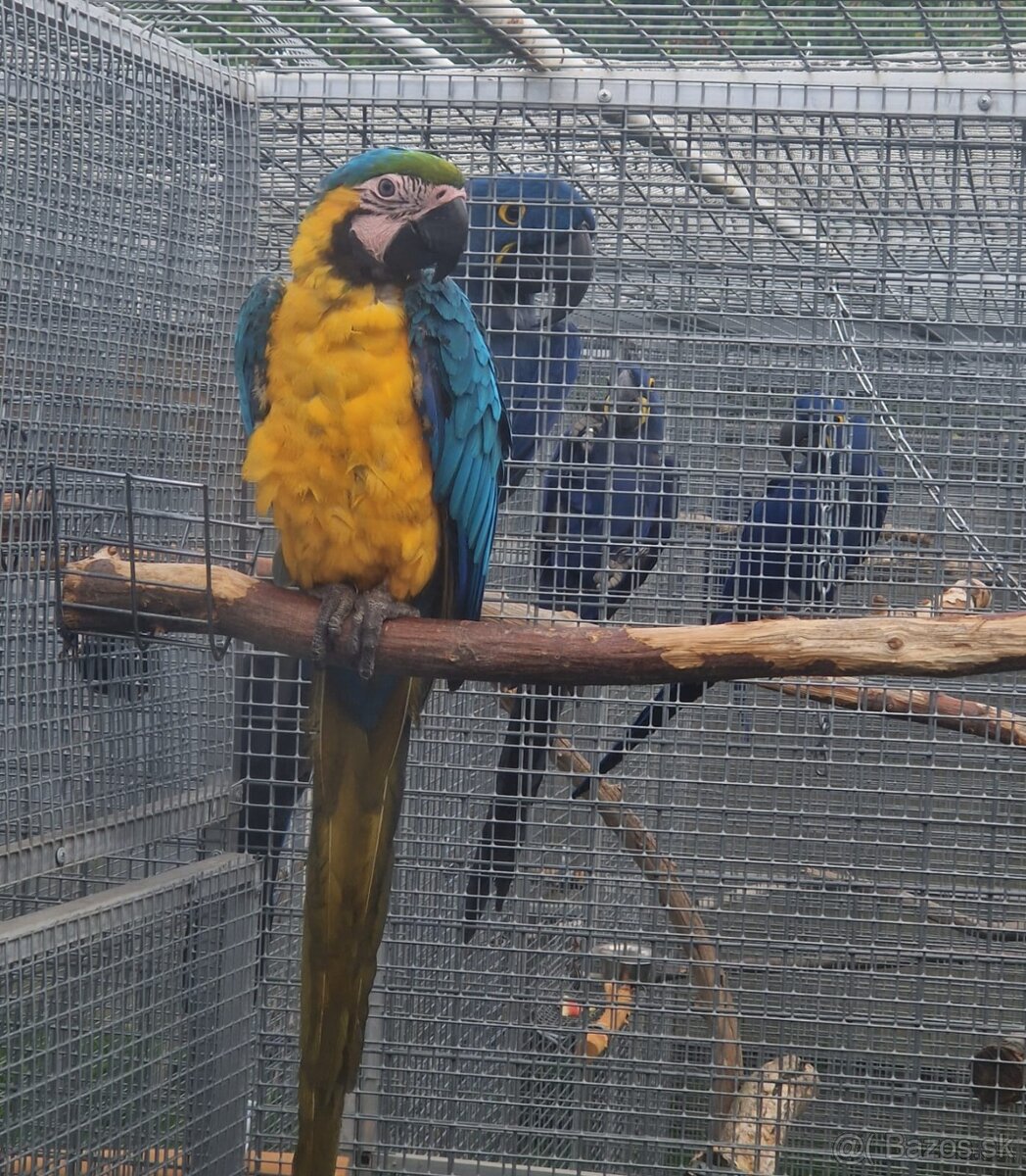 Ara ararauna