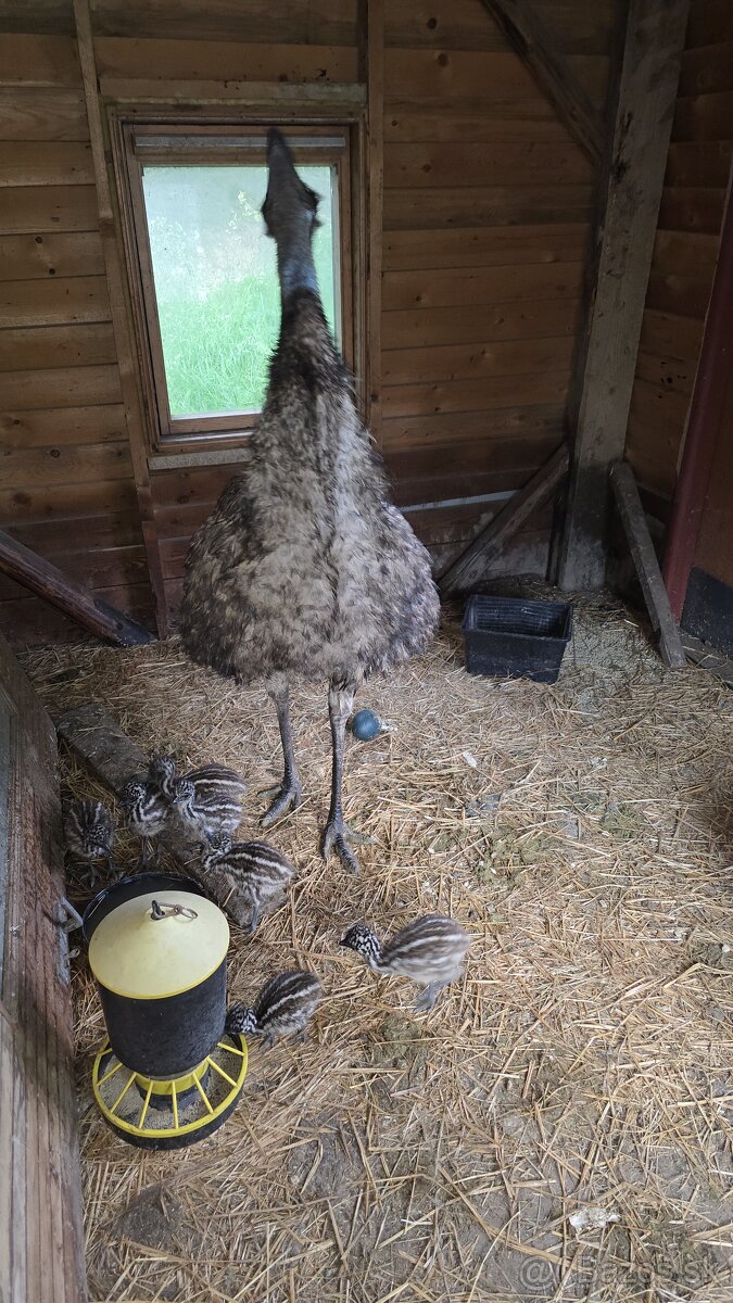Pṣ̌tros emu