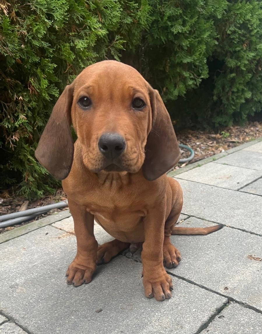 Šteniatka Rhodesian Ridgeback /Rhodézsky ridgeback