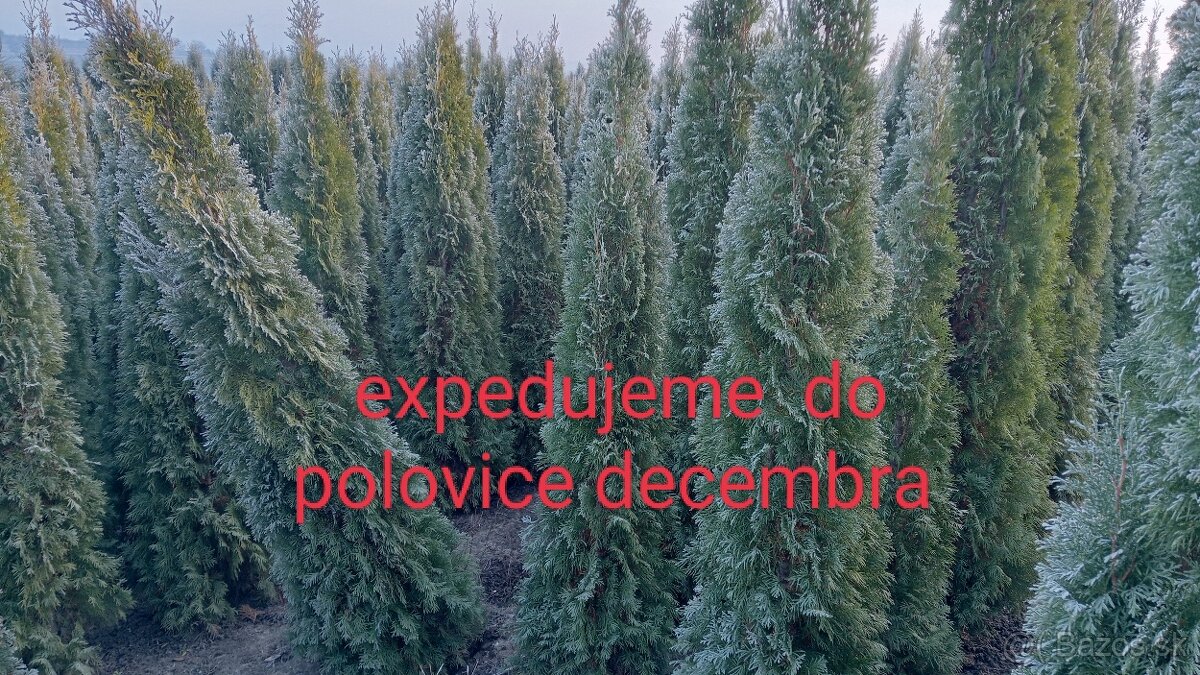 Tuja Smaragd, vavrínovec, červienka, gaštan - Rožňava