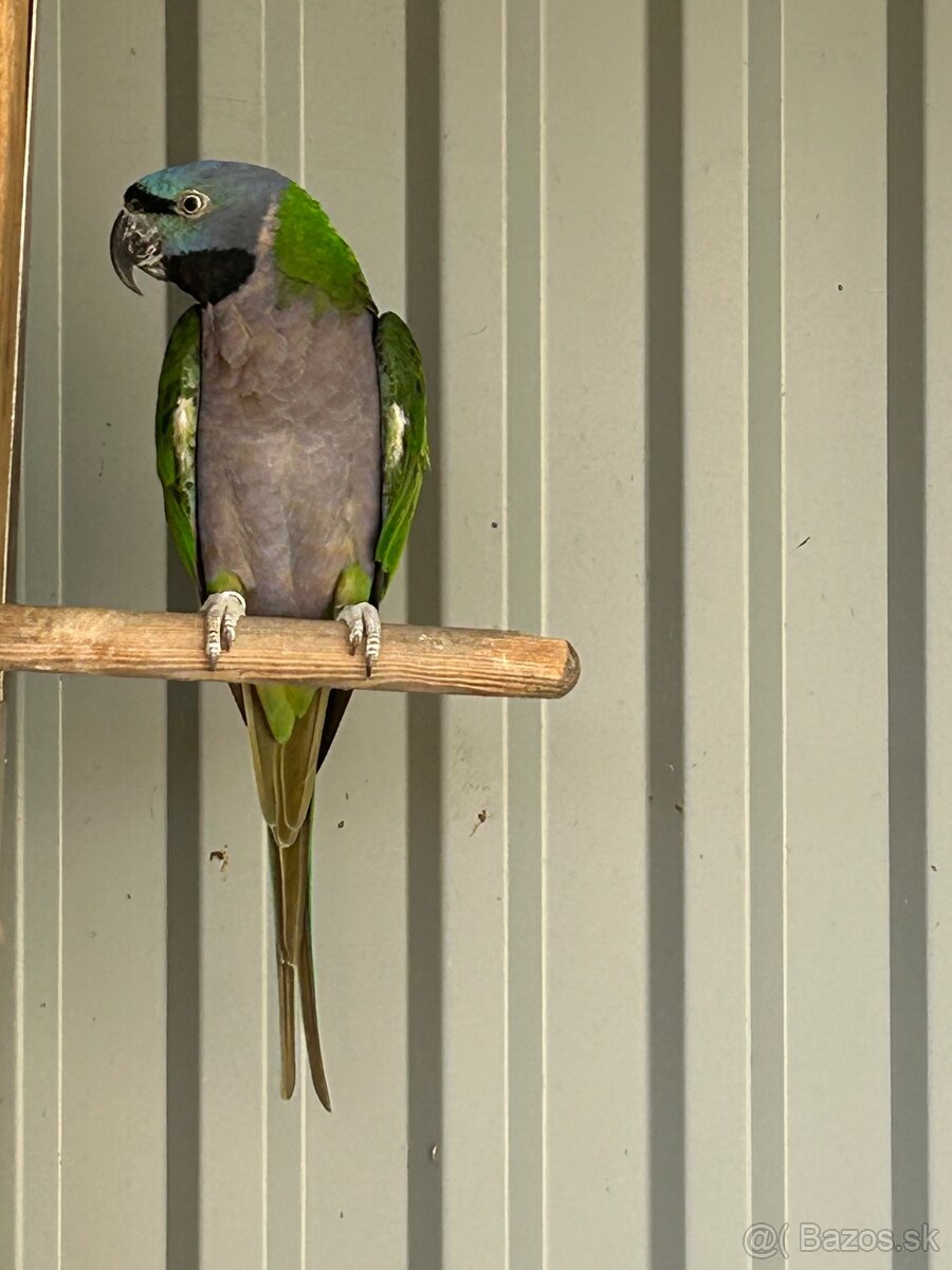 Alexander cinsky veľký