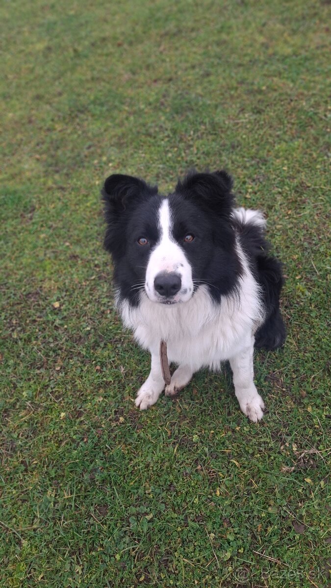 AKTUALNE Darujem border koliu