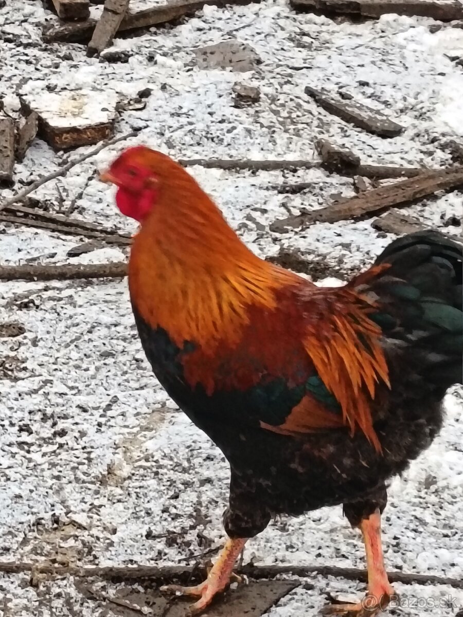 wyandotka zdrobnelá