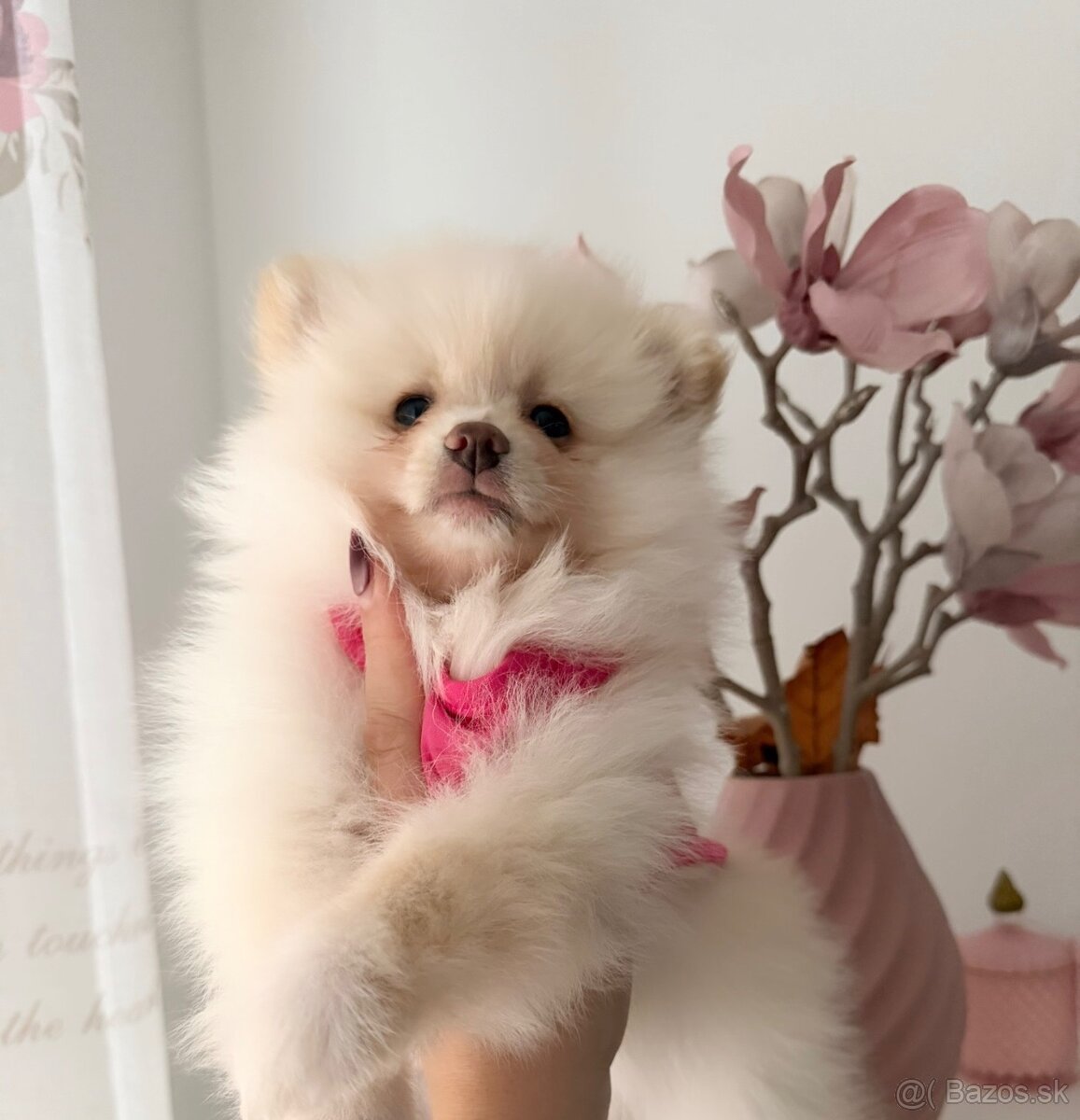 🌸 Princezná mini špic 🌸