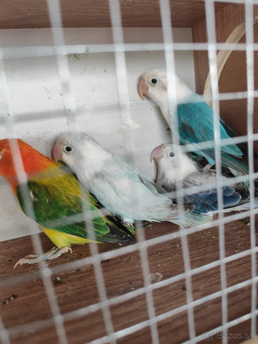 Agapornis fisher opalin
