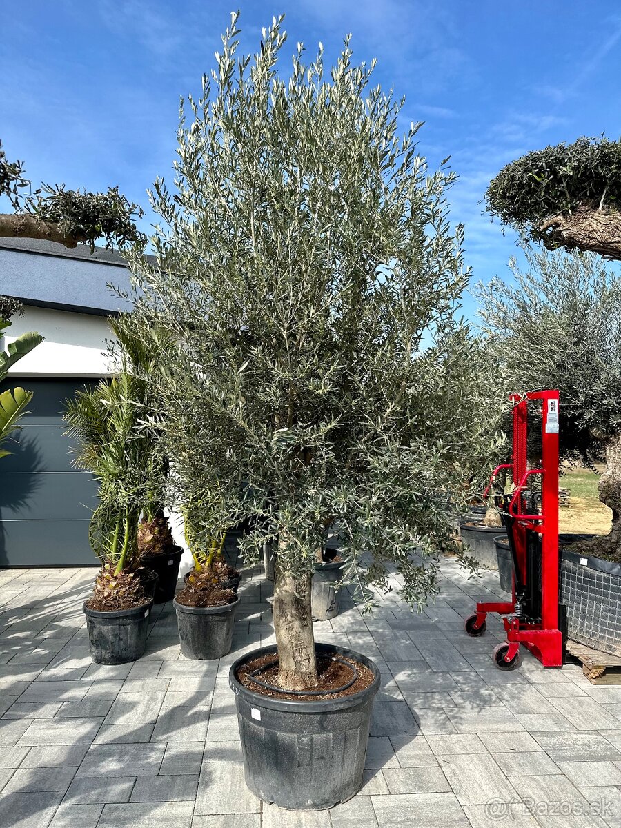 Mrazuvzdorný olivovník bonsai - Olea europaea